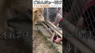 動物のおもしろ動画にツッコミどころ満載なアフレコしてみた＃158【ライオン】【ハプニング映像】#shorts　#アフレコ #面白動画