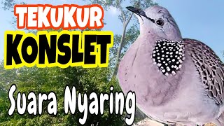 tekukur super gacor konslet suara nyaring