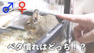 デグー(degu)ベタ慣れ！オスとメスどっち！？