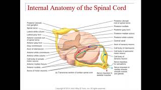 Chapter 13 - Spinal Cord and Spinal Nerves
