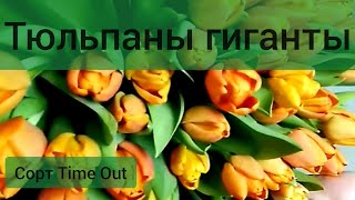 ⚫Не тюльпаны, а слоны! / Выгонка тюльпанов / Наконец-то зацвёл сорт \