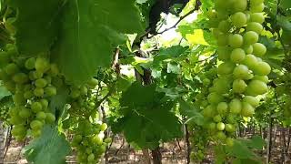 Grape Farm🍇(દ્રાક્ષ નું ખેતર)