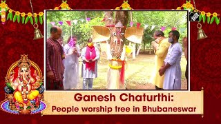 Ganesh Chaturthi: People worship tree in Bhubaneswar