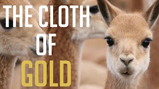 The Most EXPENSIVE Suit in The World? - VICUNA The Cloth of GOLD