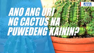 Ano ang uri ng cactus na puwedeng kainin? | AHA!