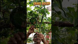 *117)15-7-24#gardening snake gourd 🪱 పొట్ల కాయ