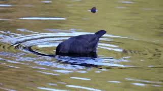 American Dipper - South Fork Eel River
