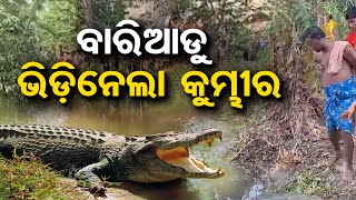 ବାରିଆଡୁ ଭିଡ଼ିନେଲା କୁମ୍ଭୀର | Odisha Reporter