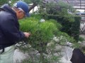 植木一筋４２年　庭師　武笠　均　芽切り剪定バサミの正しい持ち方及使い方　松の葉切り剪定法 注意事項 ①脚立での作業を優先する ②枝に足を掛けるのは最小限にする