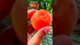 Malta Fruit | Juicy Fruit #viralvideo #trendingvideo #viral #ytshort #farming #garden #short #fruit