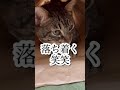 ニトリの猫トンネル cat japanesecat 保護猫 癒し かわいい ねこのいる暮らし ニトリ