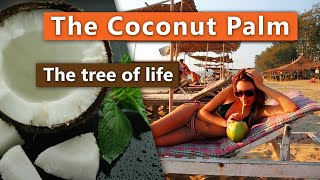 Coconut Palm - The tree of life | Sri Lanka