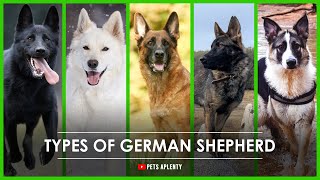 5 Different Types of German Shepherds. Which is right for you?