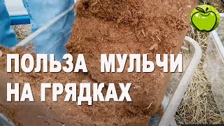 Плюсы кокосового мульчирования грядок: защита и высокая  урожайность