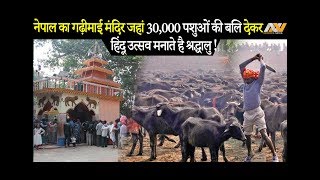 NEPAL के गढ़ीमाई मंदिर में 2 दिन के मेले में दी गई करीब 30 हज़ार पशुओं की बलि !