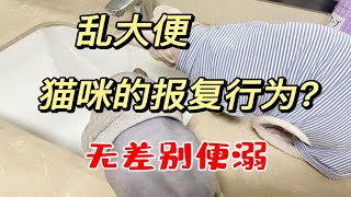 猫咪乱大便的原因和尿尿大部分是相通的