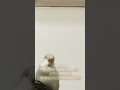 お迎え３日目【お気に入りポイントを見つけたきなこ】 コザクラインコ