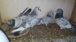 ferozpuri Breeder pair 100% result baby pigeons \u0026 beautiful baby pigeon