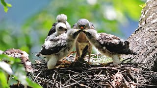 붉은배새매  Accipiter soloensls.   Chinese sparrowhawk