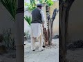 حاجی صمد لالا ♥️🇦🇫 پښتون ژغورنې غورځنګ زړور مشر manzoorpashteen gilamanwazir shorts