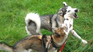 Otus + Chinook - Play! [Siberian Huskies]