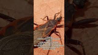 10 Most Dangerous Bugs in the World | Dangerous Bugs | dangerous poisonous insects  #Shorts