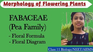 Fabaceae - Pea Family | Floral Formula and Diagram |Morphology of Flowering Plants|Class 11 Biology