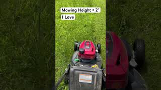 Honda HRN216 mowing Tall Grass/ overgrown lawn #Shorts. #Honda.