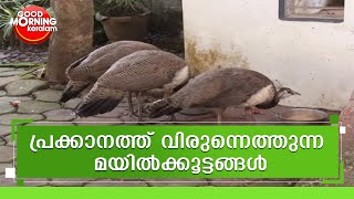 മയിലുകൾ മേയുന്ന ഗ്രാമങ്ങൾ | Peacock | Kairali News