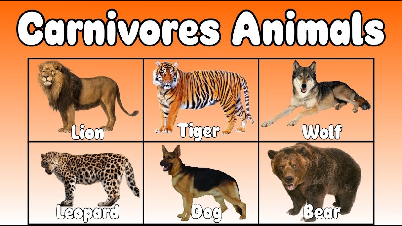 Carnivore Animals List