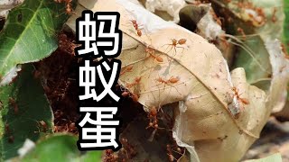 昂贵且不多见的蚂蚁蛋！昆虫美食界的扛把子，你敢吃吗？ #蚂蚁 #云南 #记录真实生活