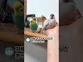 文鳥の羽繕いを手伝おうとして怒られるインコ 文鳥 セキセイインコ birds shorts