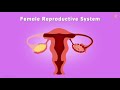 female reproductive system സ്ത്രീയുടെ പ്രത്യുത്പാദന സംവിധാനം