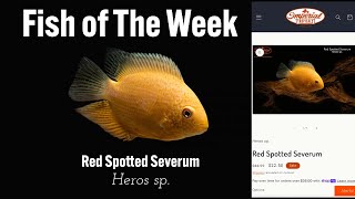 Fish of the Week! Red Spotted Severum (Heros sp.) #ImperialTropicals #FreshwaterFish #AquariumLife