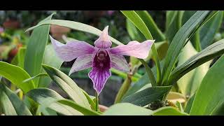 #덴드로비움아마빌레알바#Dendrobium ambliea #난원스케치##2023년 8월 6일