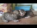 suara anak kucing memanggil induknya