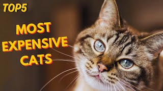 Top 5 Most Expensive Cats In The World 2024