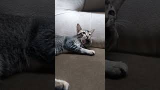 #comedy #funny #berrycat #youtubeshorts #cat