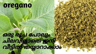 വീട്ടിൽ ഉള്ള ചെടി ഉപയോഗിച്ച് ഈസി ആയി oregano വീട്ടിൽ തയ്യാറാക്കാം |Ranoos Kitchen |Malayalam Recipe