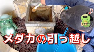 【観賞魚】メダカ引っ越し　飼育チャレンジ３【銚子】かっぱコレNo.388