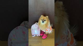 Barbacita's Morning Routine 🌅 #pomeranian #funnydogs #shorts