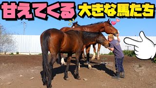 甘えん坊な大きな馬達が放牧場で一斉に近寄ってきたらこうなります。【ツルマルボーイ様のシモベ】