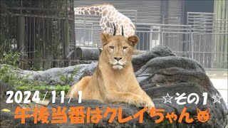 【ライオン】午後当番はクレイちゃん🐱その1　2024/11/1　とべ動物園