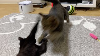 【ブチギレ】初対面で新入り子猫と先住猫の大喧嘩が勃発です