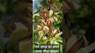 गर्म जगह पर उगने वाला मीठा बादाम | California Almonds | Home Garden #shorts