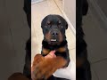 i love @nalatheneedyrottie rottweiler