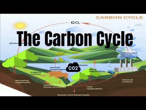 What are the 3 main process in the carbon cycle?