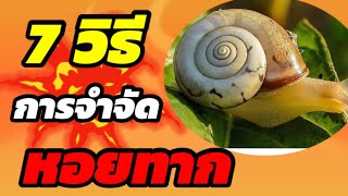 195/ 7วิธี..กำจัดหอยทาก แบบธรรมชาติ สุดเจ๋ง ได้ผลจริง /Get rid of snails  /ตั้มเกษตรพอเพียง