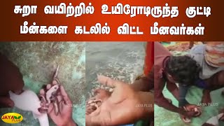 சுறா வயிற்றில் உயிரோ​டிருந்த குட்டி மீன்களை கடலில் விட்ட ​​மீனவர்கள் | Kasimedu | Shark Fish