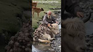 The smart dog went to find the old man to save the cow from the parasite of the barnacles.